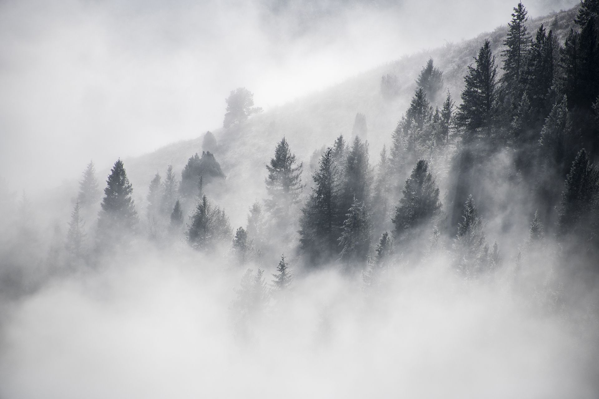 Drone mavic -Forêt vue du ciel en hiver