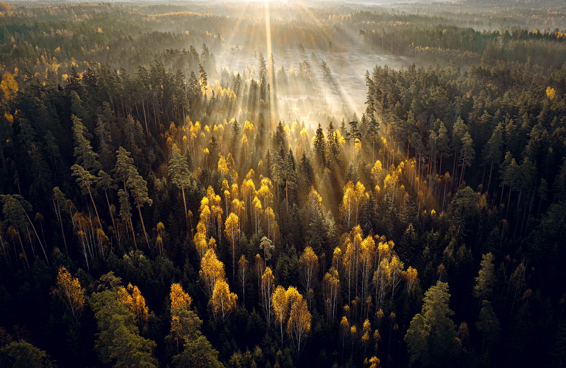 Drone Mavic - Forêt vue du ciel en automne